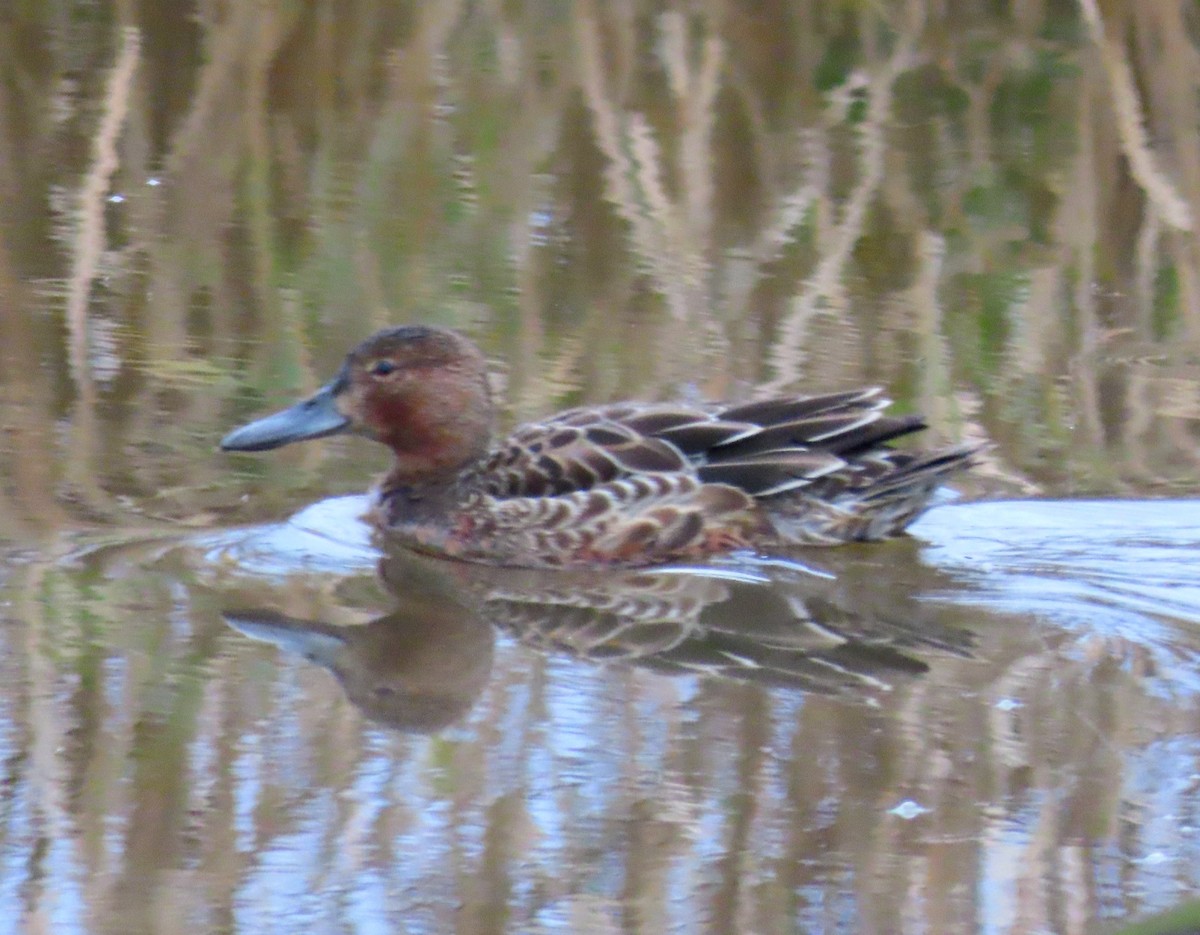 Cinnamon Teal - ML646563691