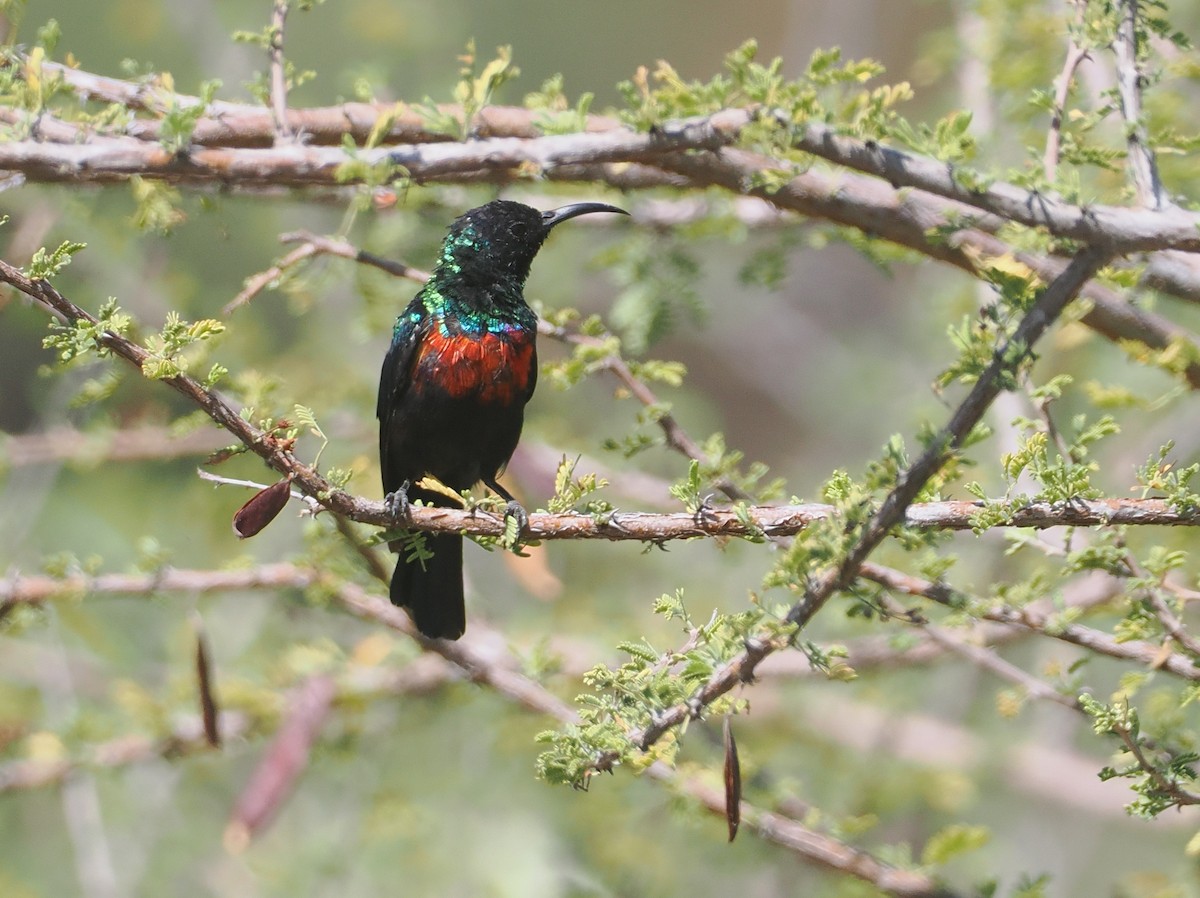 Abyssinian Sunbird - ML646563693