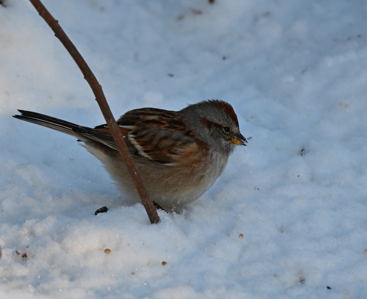 American Tree Sparrow - ML646563694