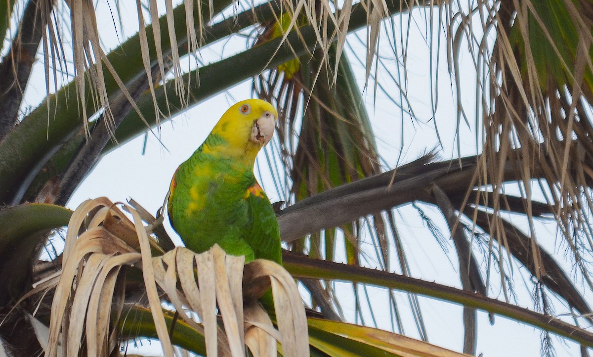 Yellow-headed Amazon - ML646563695