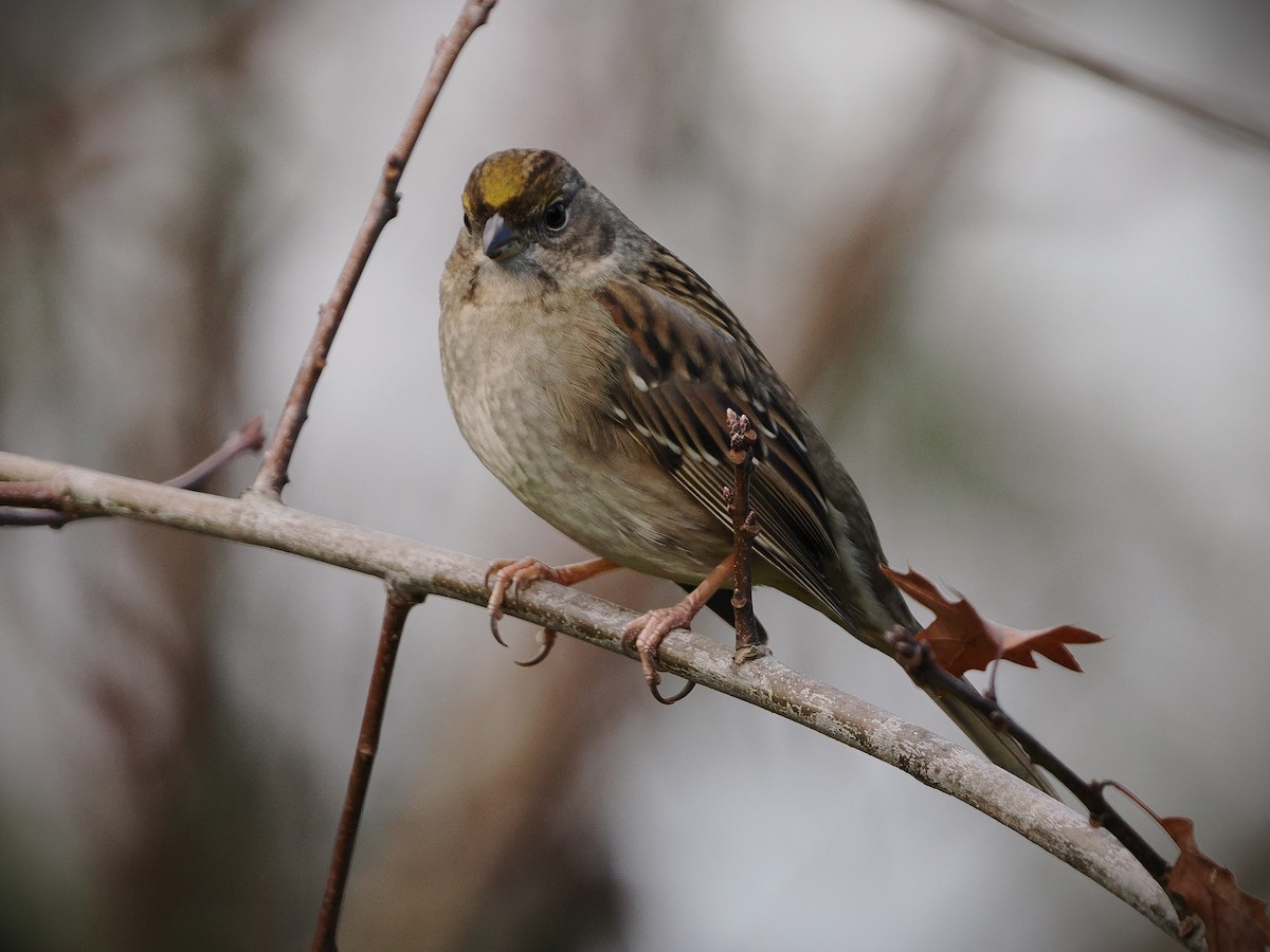 Golden-crowned Sparrow - ML646563696