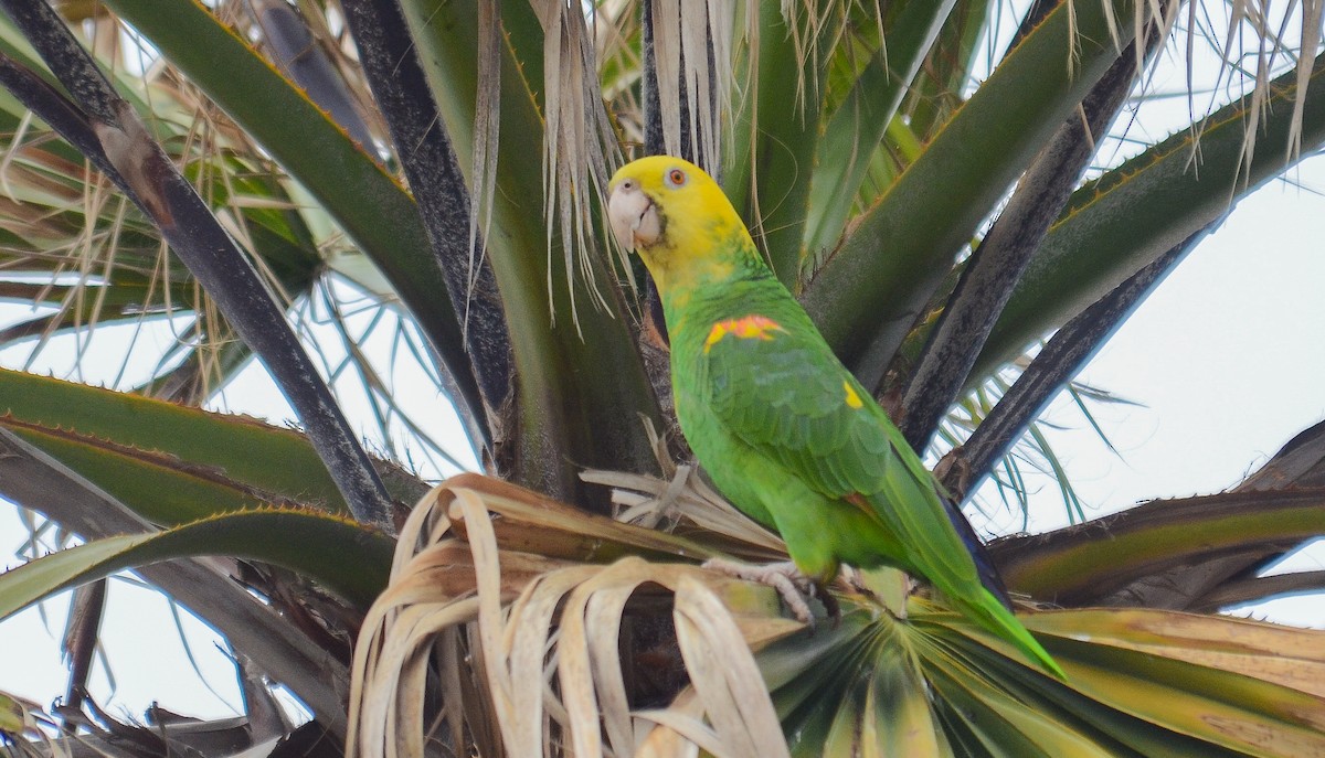 Yellow-headed Amazon - ML646563697