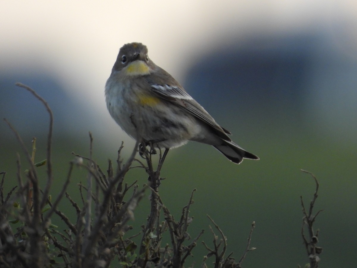 Yellow-rumped Warbler - ML646563699