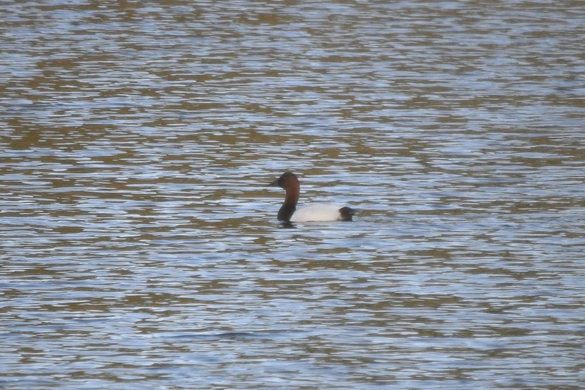 Riesentafelente - ML646563700