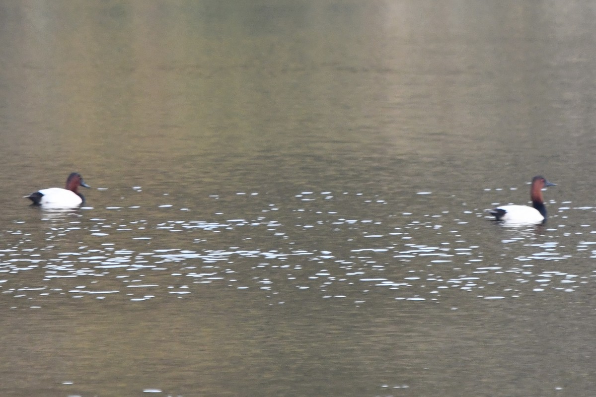 Riesentafelente - ML646563702