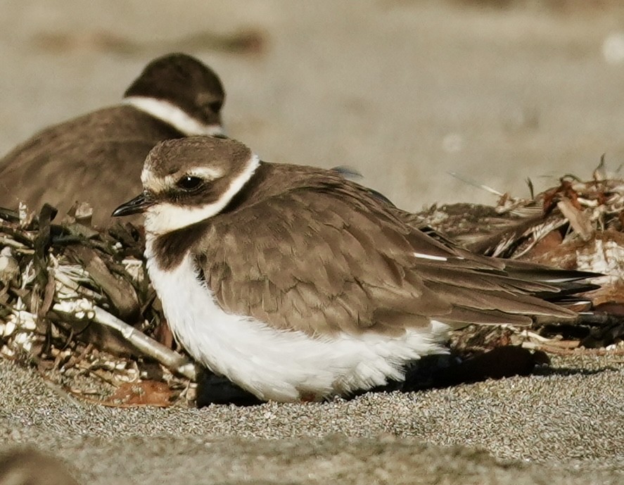 Txirritxo handia - ML646563705