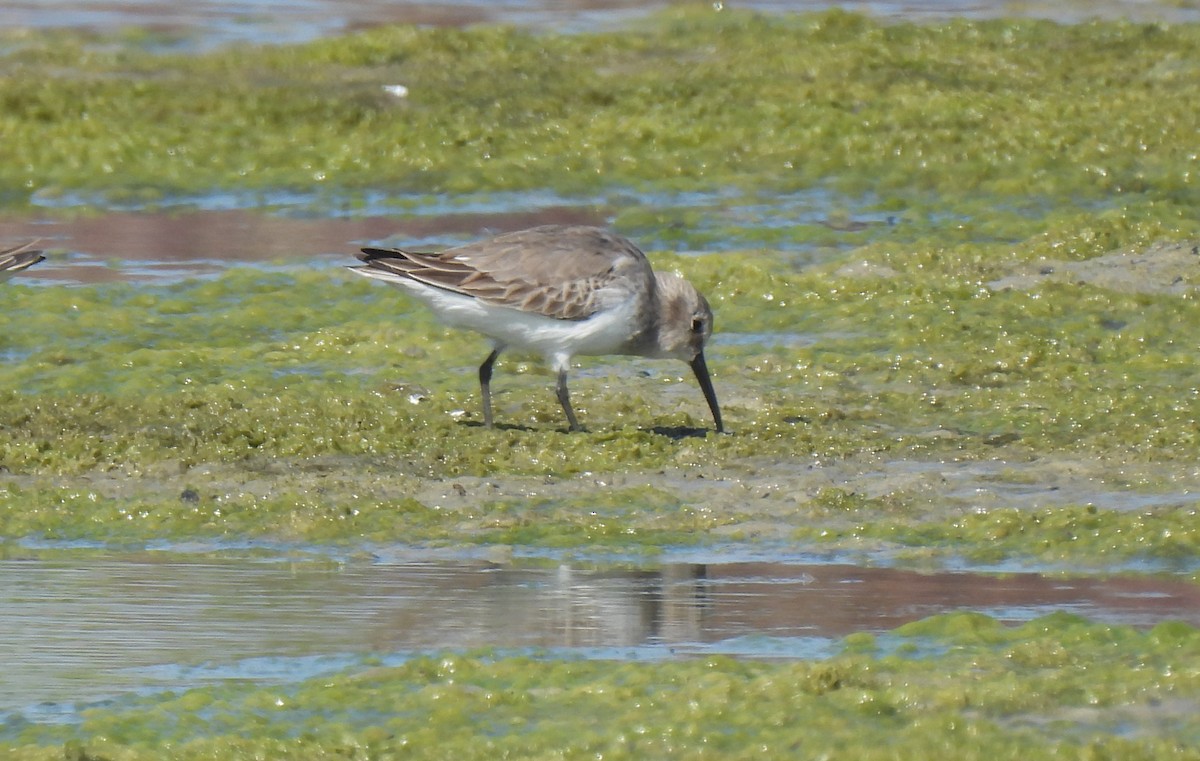 Dunlin - ML646563706