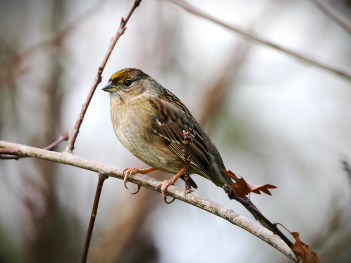 Golden-crowned Sparrow - ML646563707