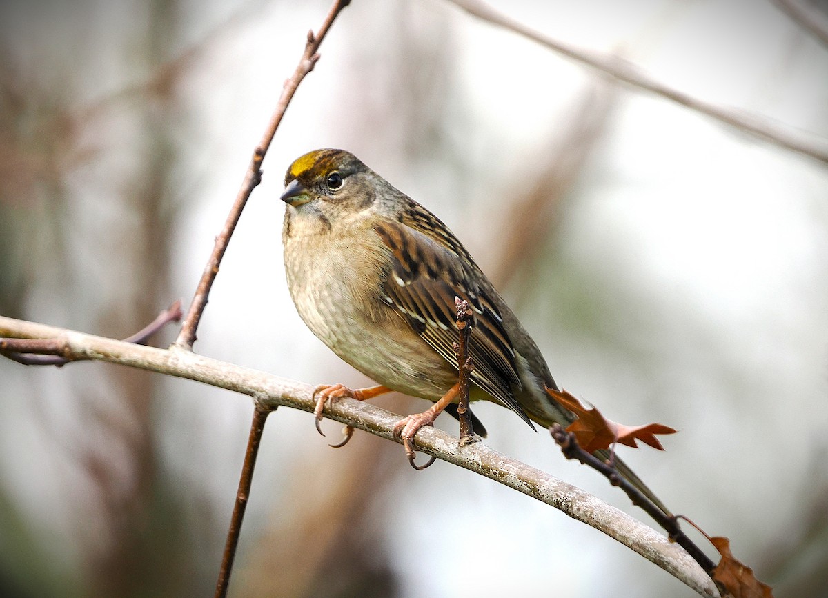 Golden-crowned Sparrow - ML646563708