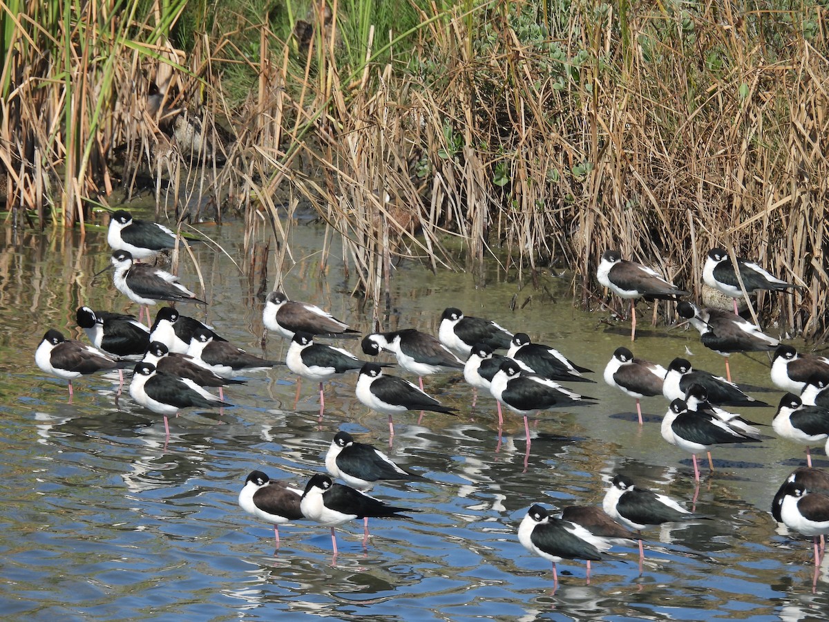 クロエリセイタカシギ - ML646563709