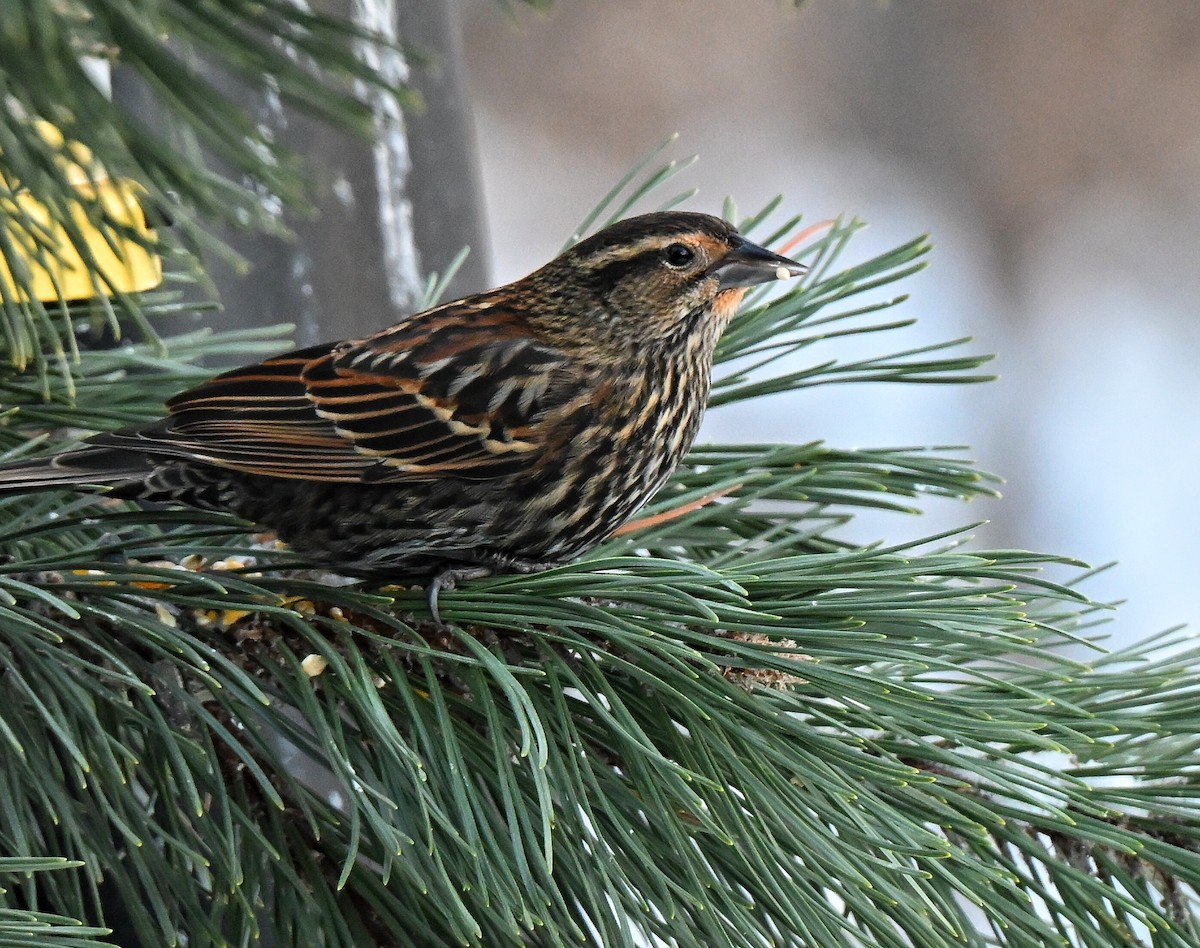 Red-winged Blackbird - ML646563710