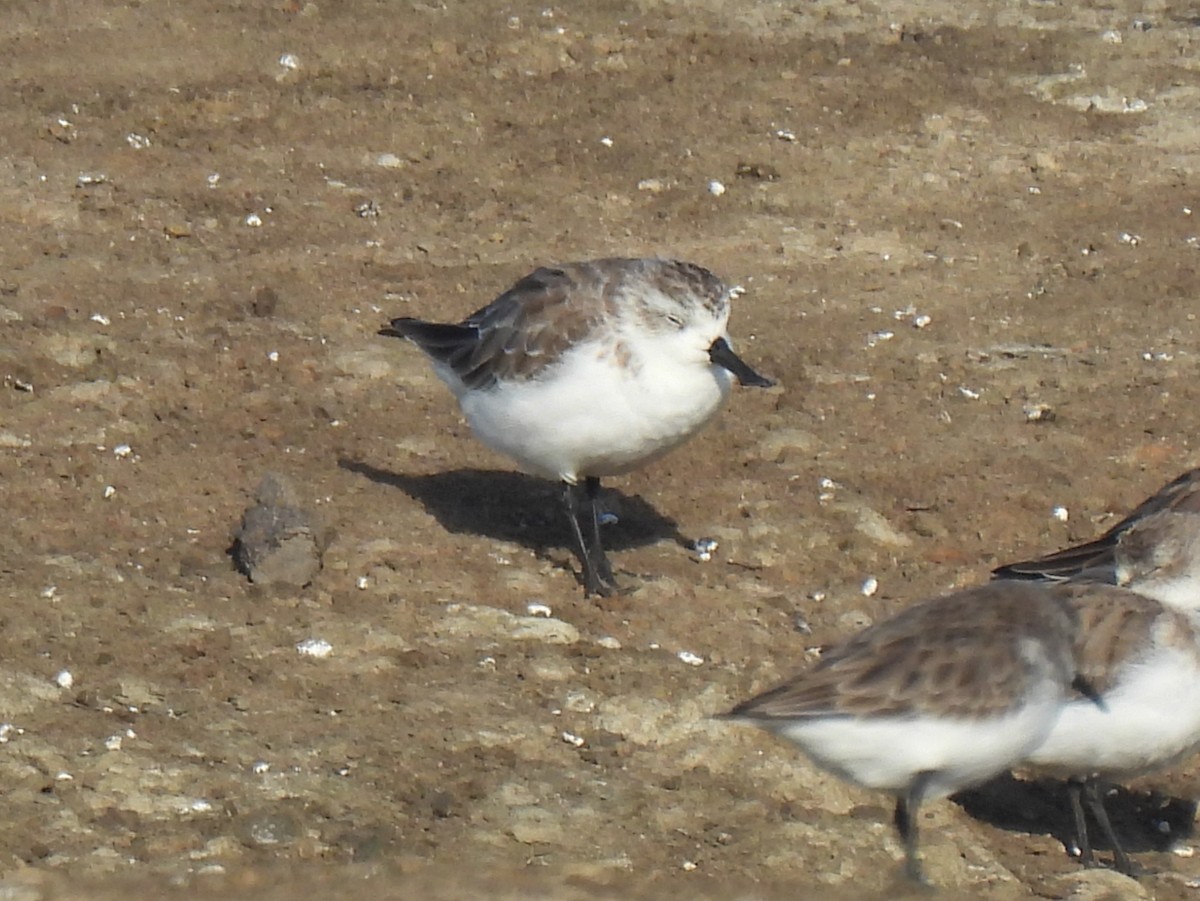 Txirri mokozabala - ML646563711