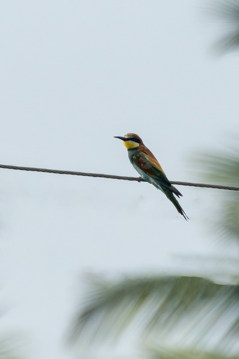 Erle-txori eurasiarra - ML646563713