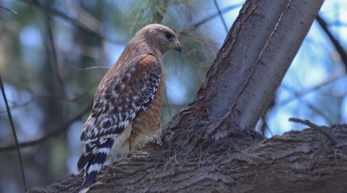 Red-shouldered Hawk - ML646563715
