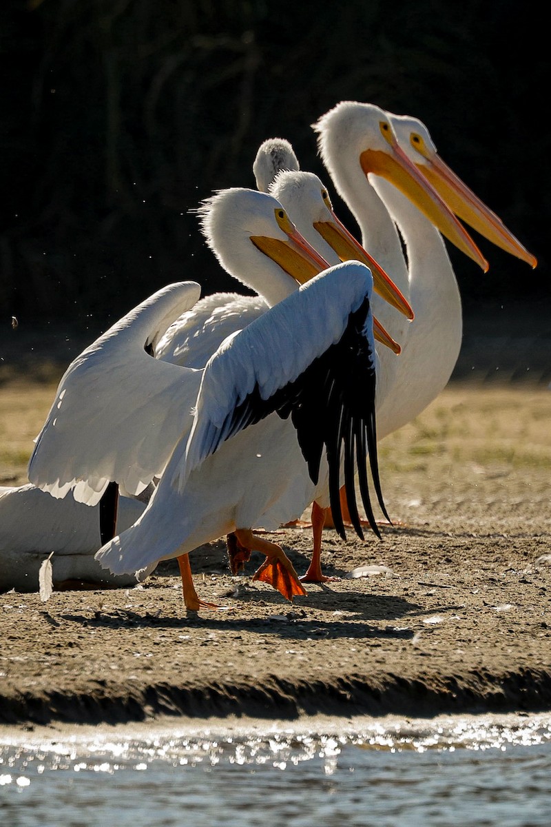 Pelikano zuri amerikarra - ML646563716