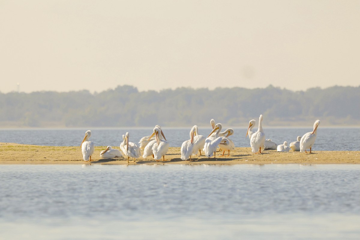 Pelikano zuri amerikarra - ML646563717