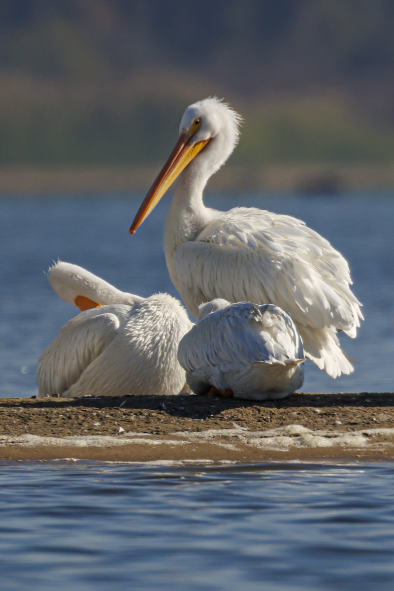 Pelikano zuri amerikarra - ML646563718