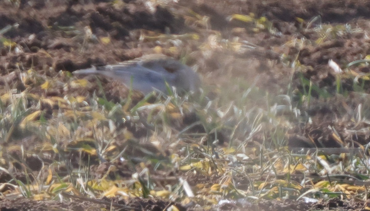 Thick-billed Longspur - ML646563719