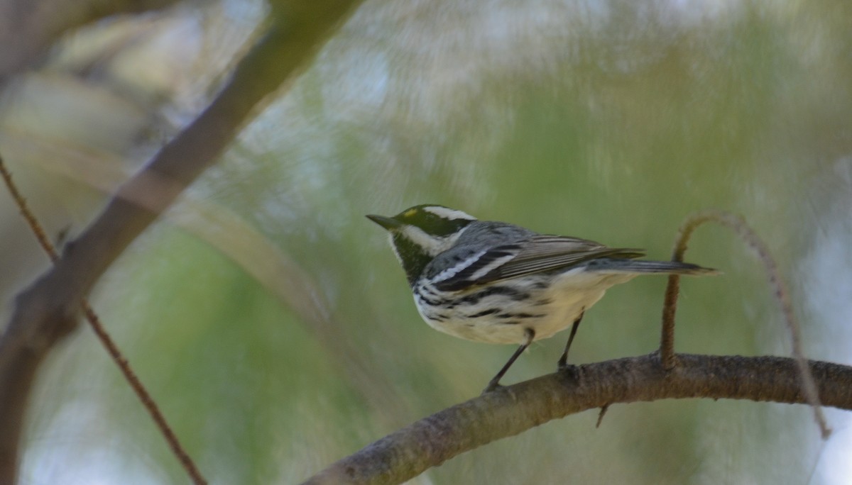Black-throated Gray Warbler - ML646563720