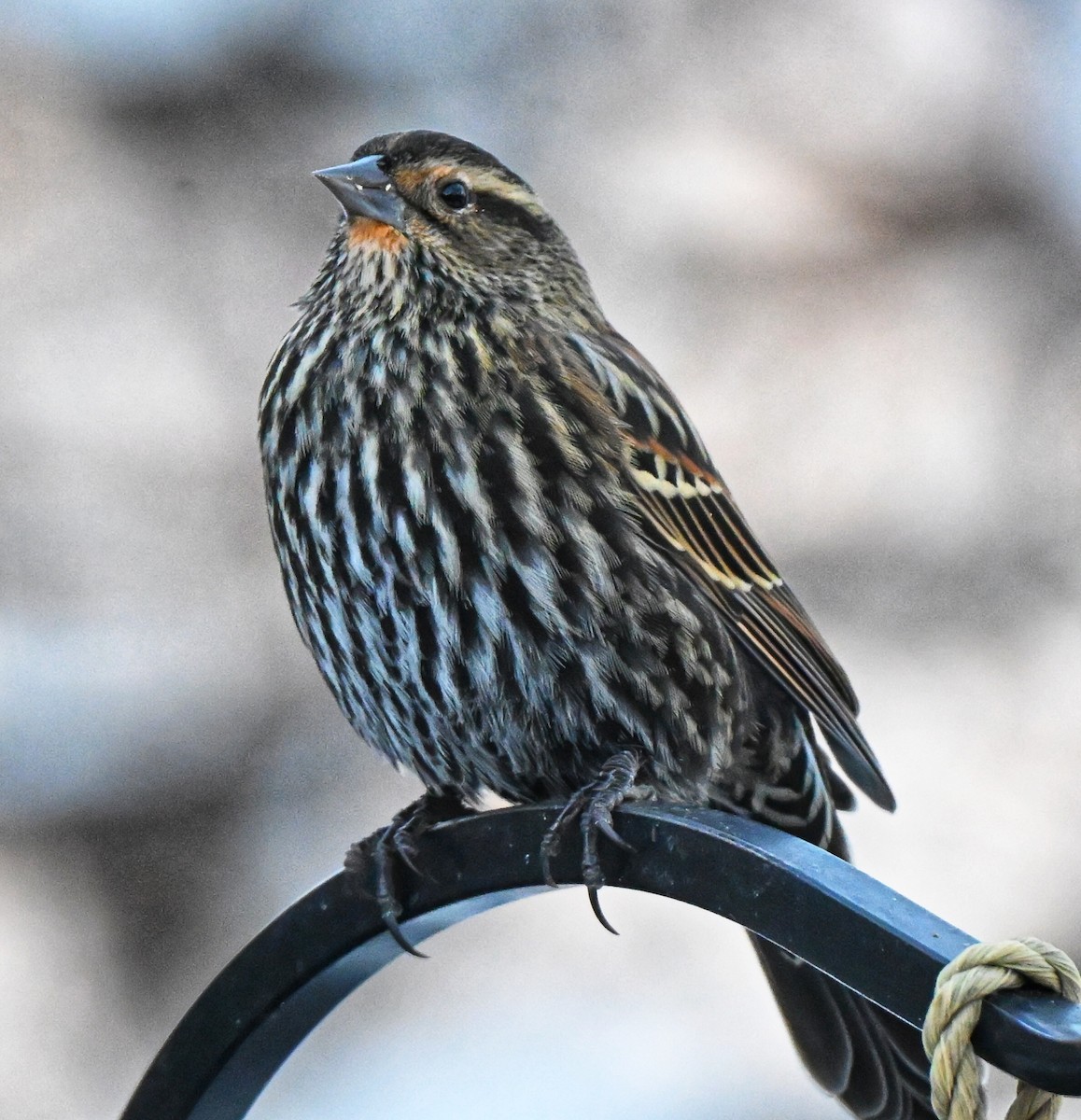 Red-winged Blackbird - ML646563721