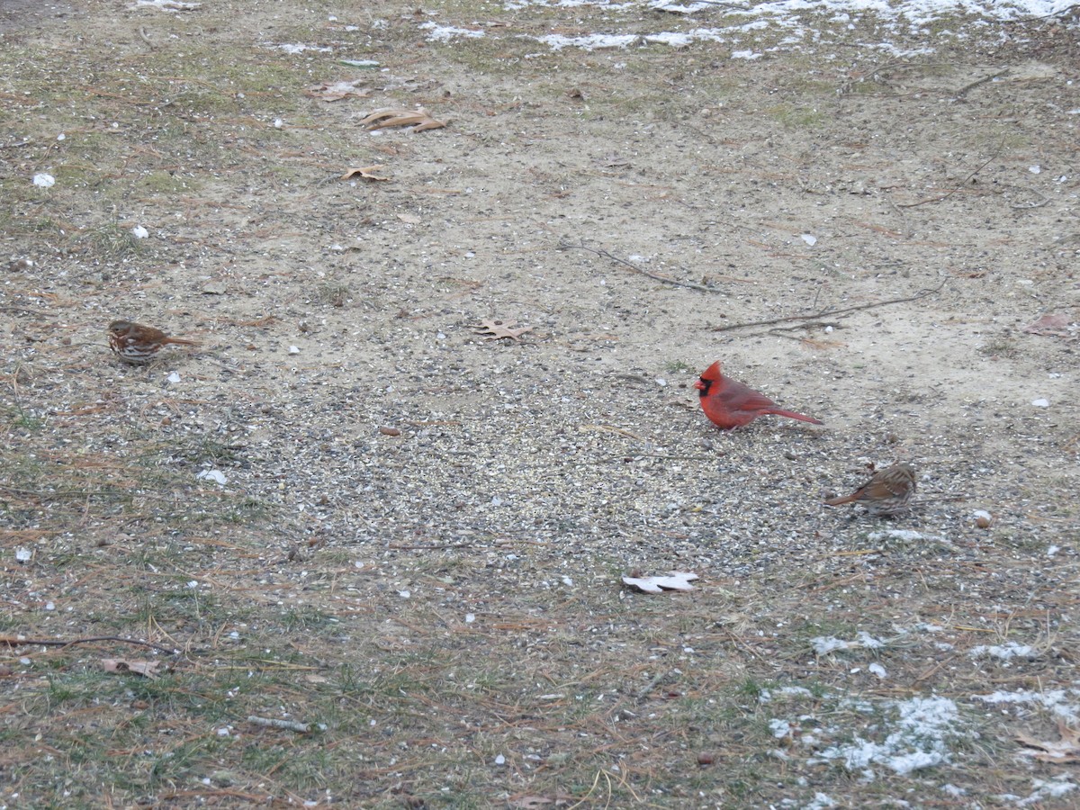 Fox Sparrow (Red) - ML646563722