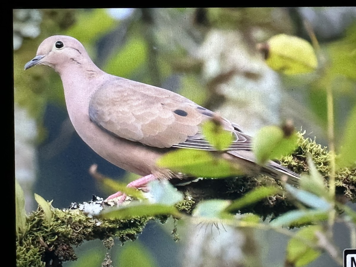 Zenaida belarriduna - ML646563723