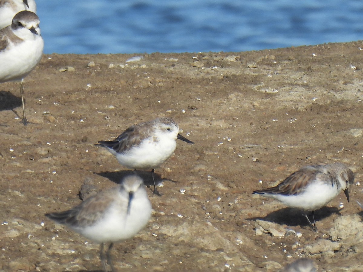 Txirri mokozabala - ML646563724