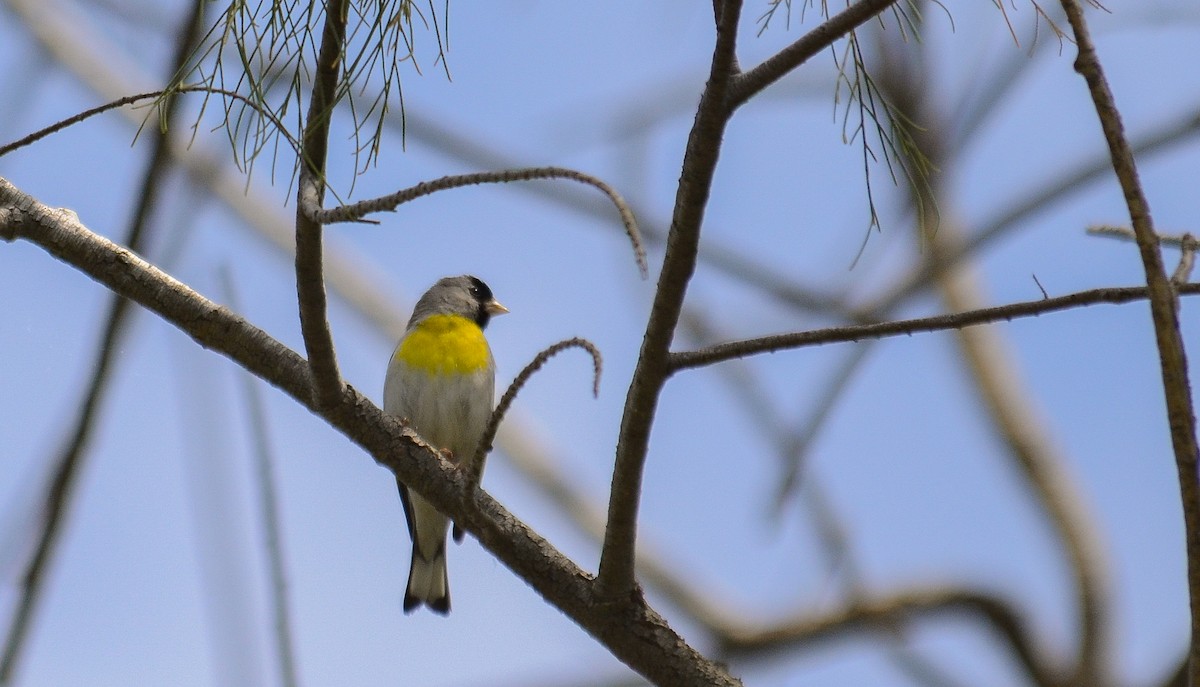Lawrence's Goldfinch - ML646563725