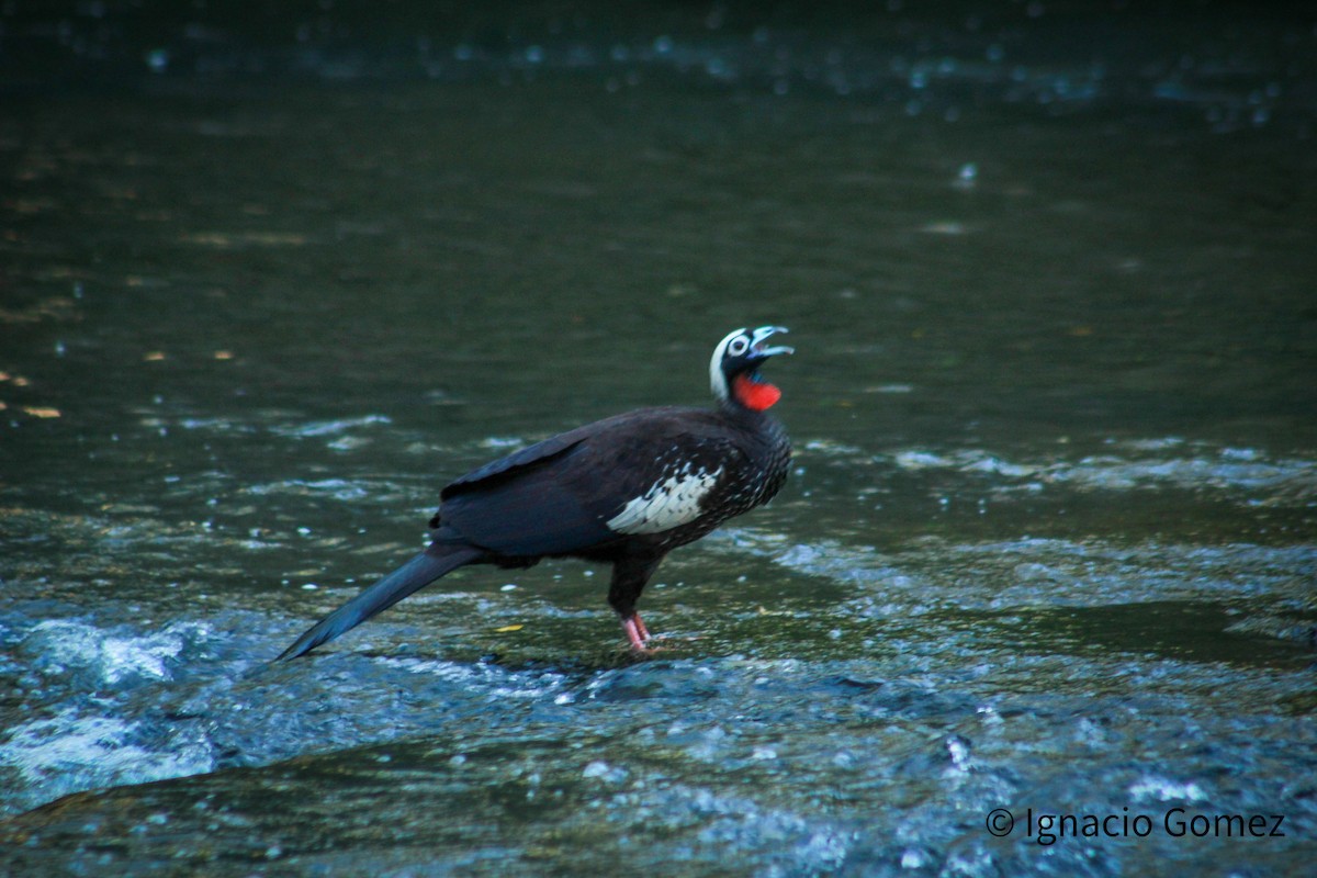 Black-fronted Piping-Guan - ML646563726