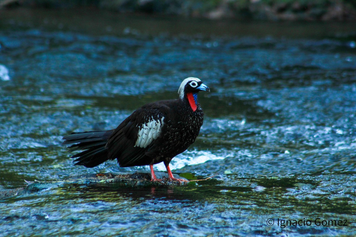 Black-fronted Piping-Guan - ML646563727