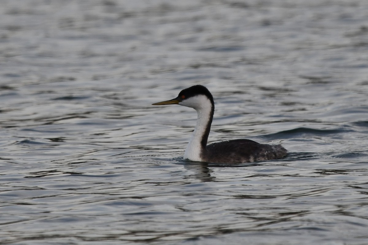 Murgil mendebaldarra - ML646563729