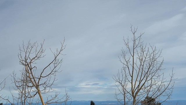 Leucosticte sp. - ML646563731