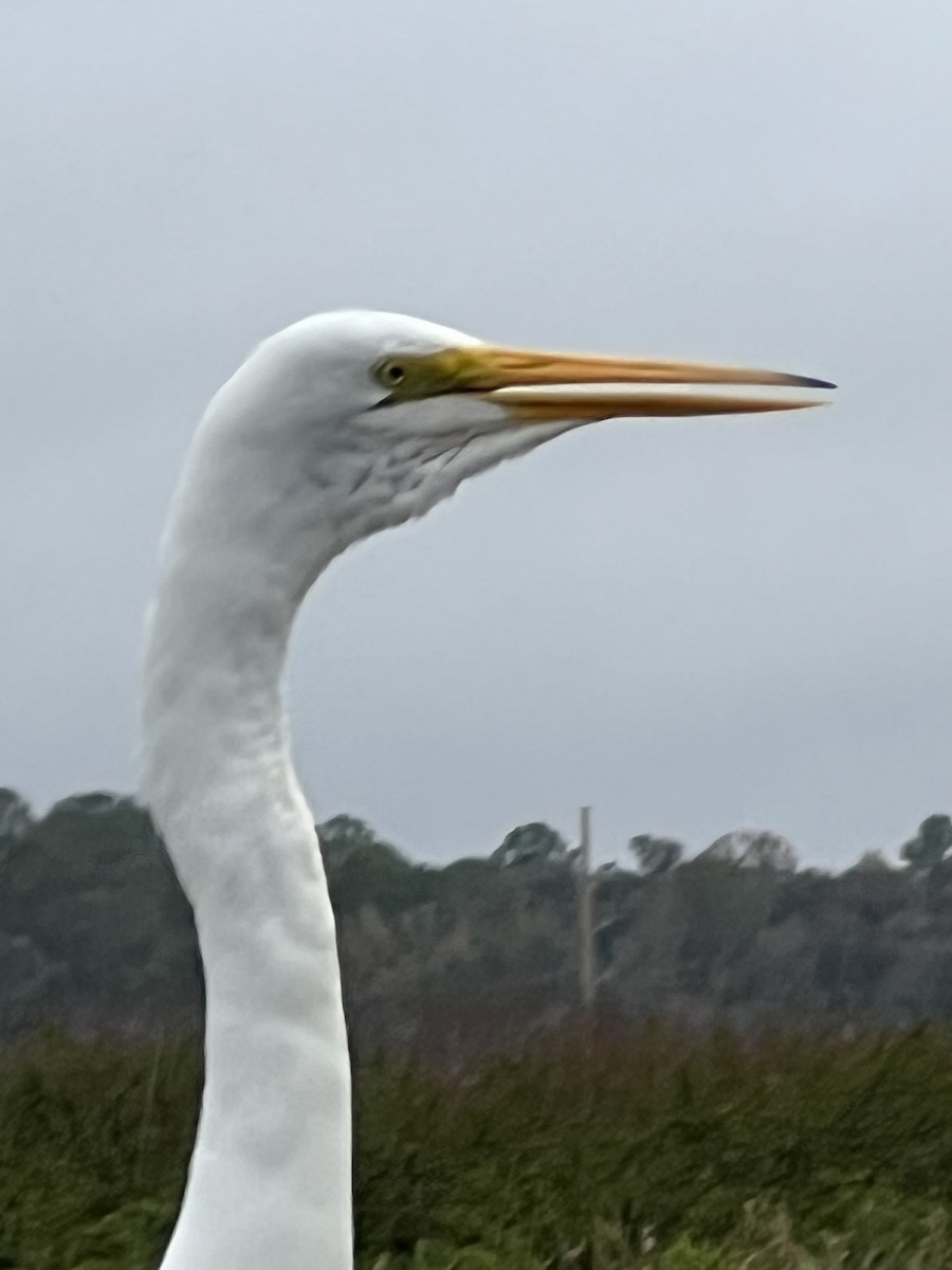 Great Egret - ML646563736