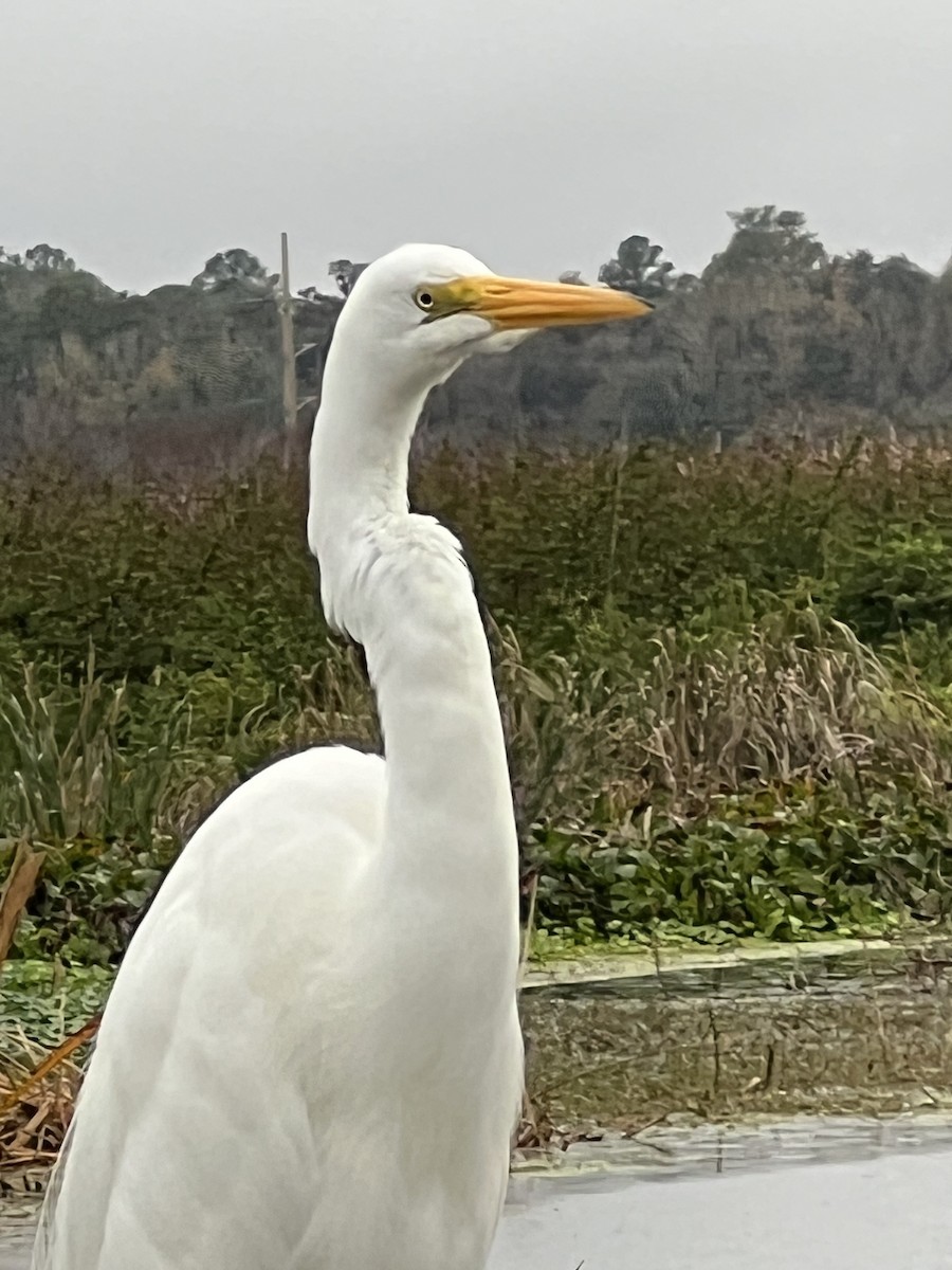 Great Egret - ML646563737