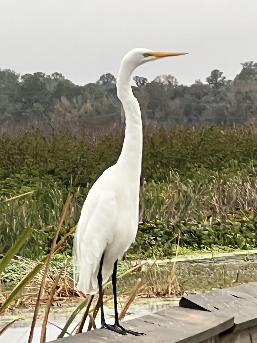 Great Egret - ML646563738