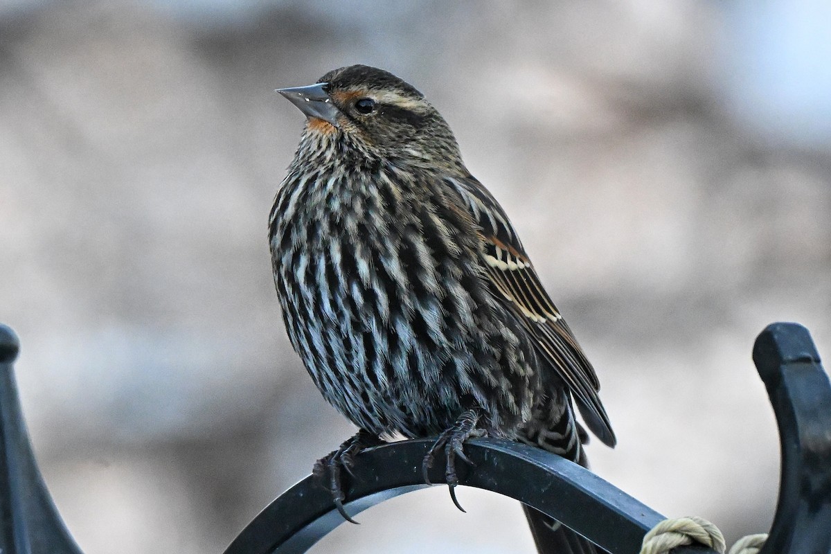 Red-winged Blackbird - ML646563739