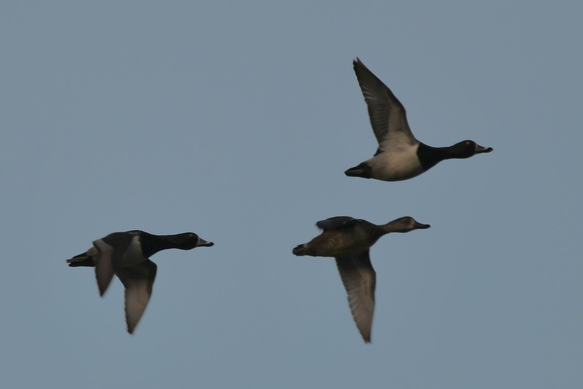 Ring-necked Duck - ML646563745