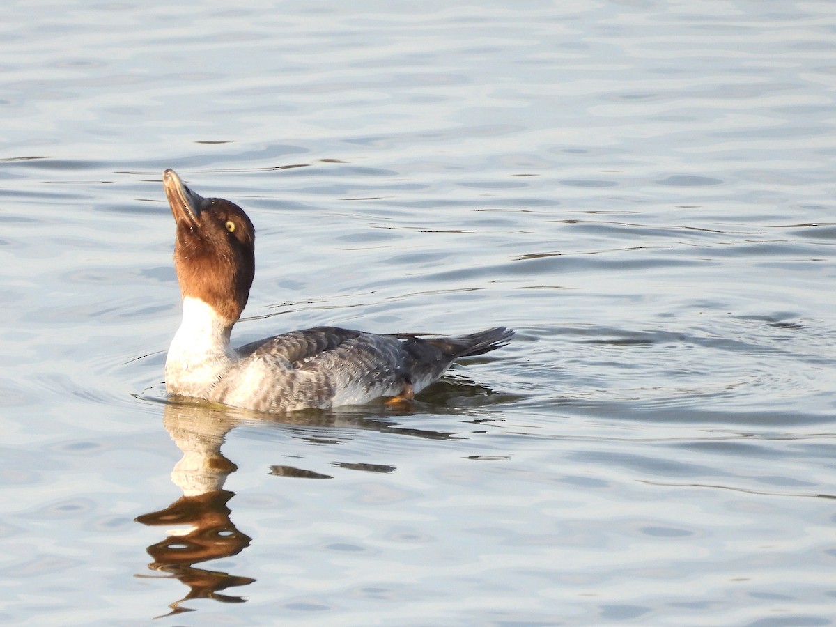 Алаг шунгаач - ML646563747