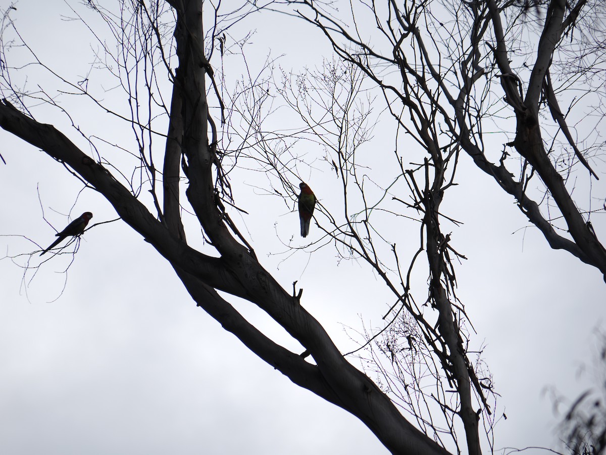 Rosella orientale - ML646563748