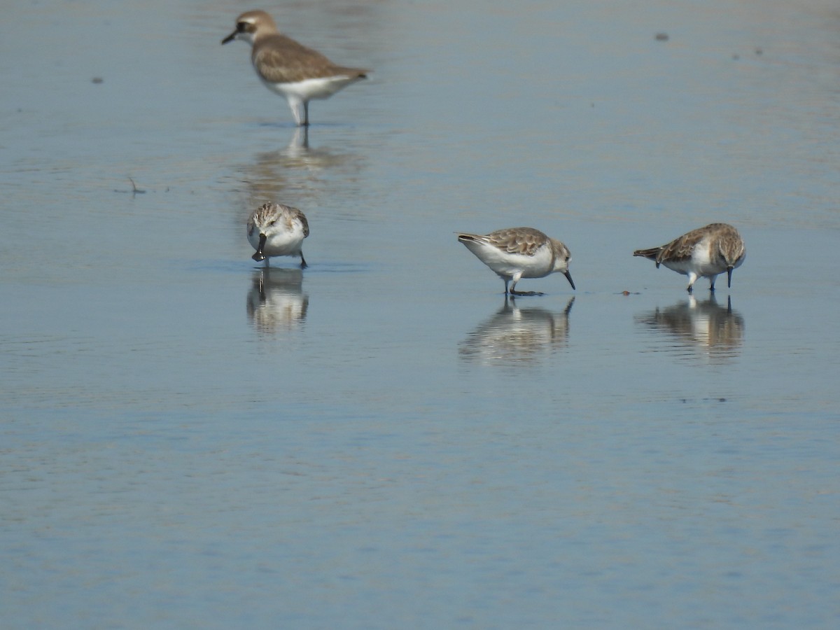 Spoon-billed Sandpiper - ML646563751