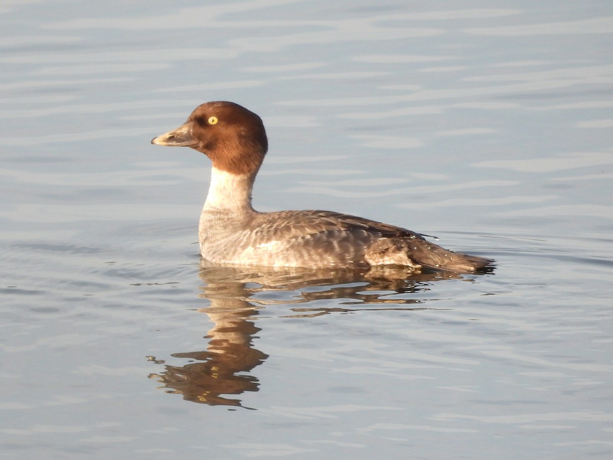 Алаг шунгаач - ML646563753