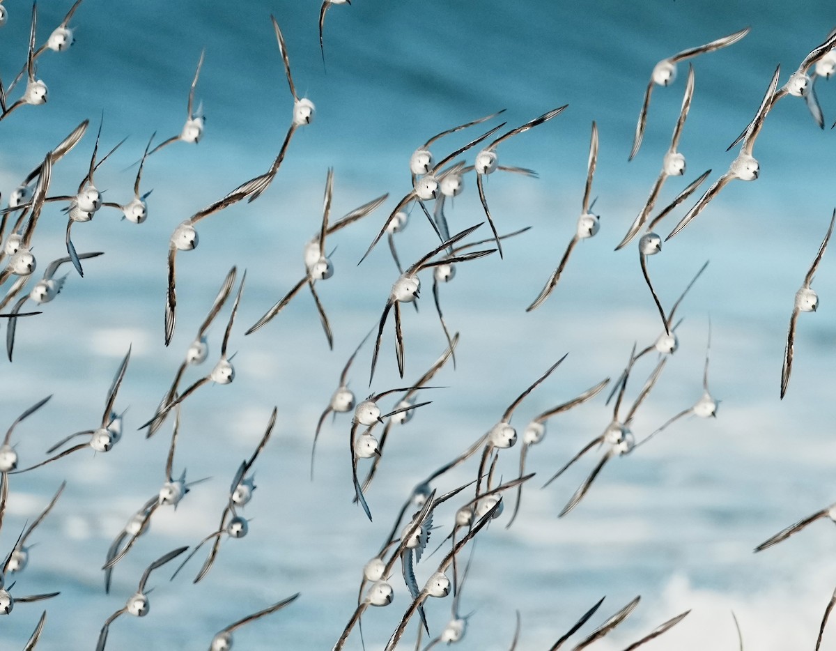 Sanderling - ML646563754