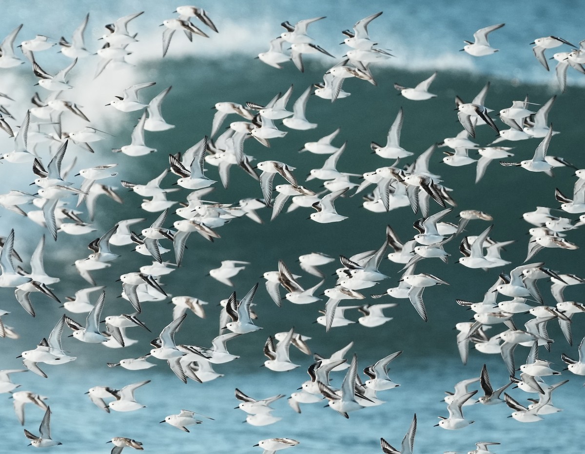 Sanderling - ML646563755