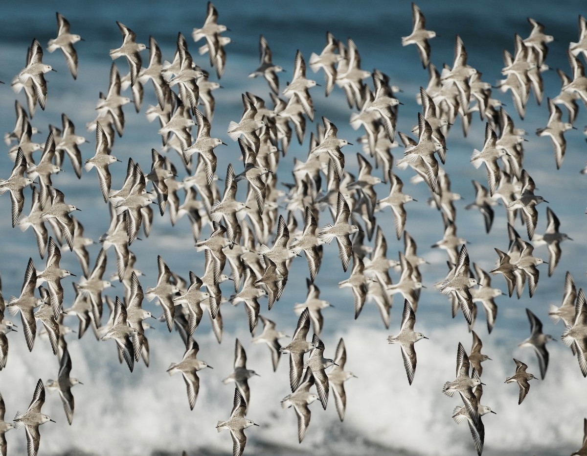 Sanderling - ML646563756