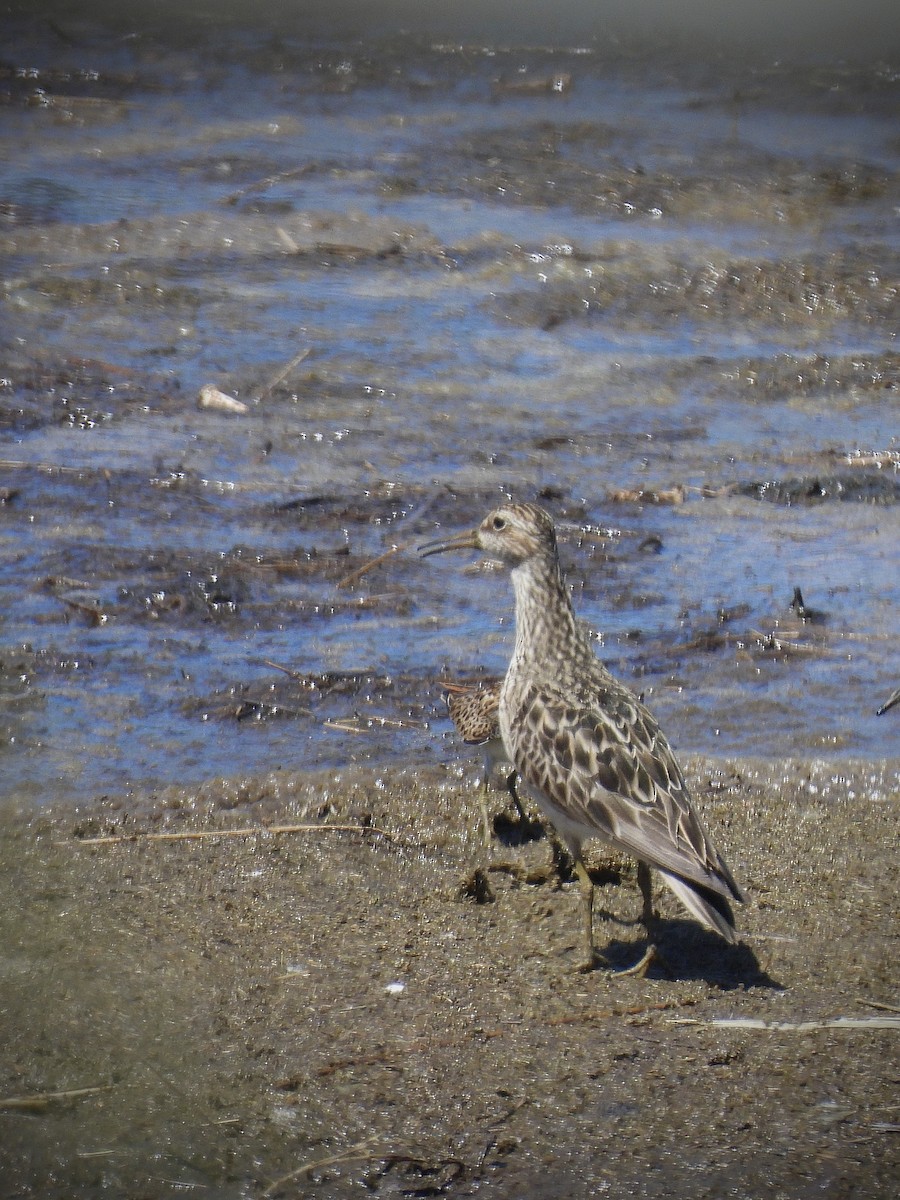 חופית כהת-חזה - ML646563759