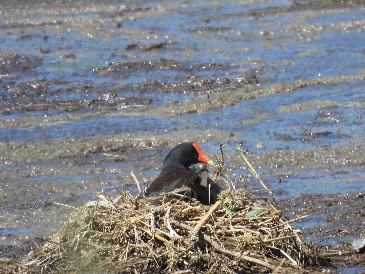 Common Gallinule - ML646563760