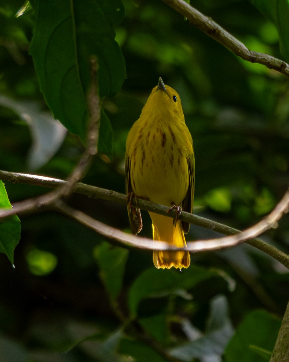 Northern Yellow Warbler - ML646563766