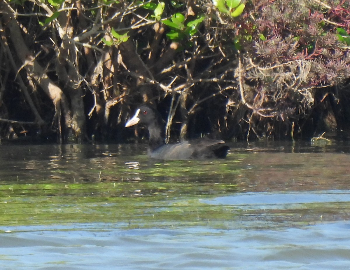 Eurasian Coot - ML646563770