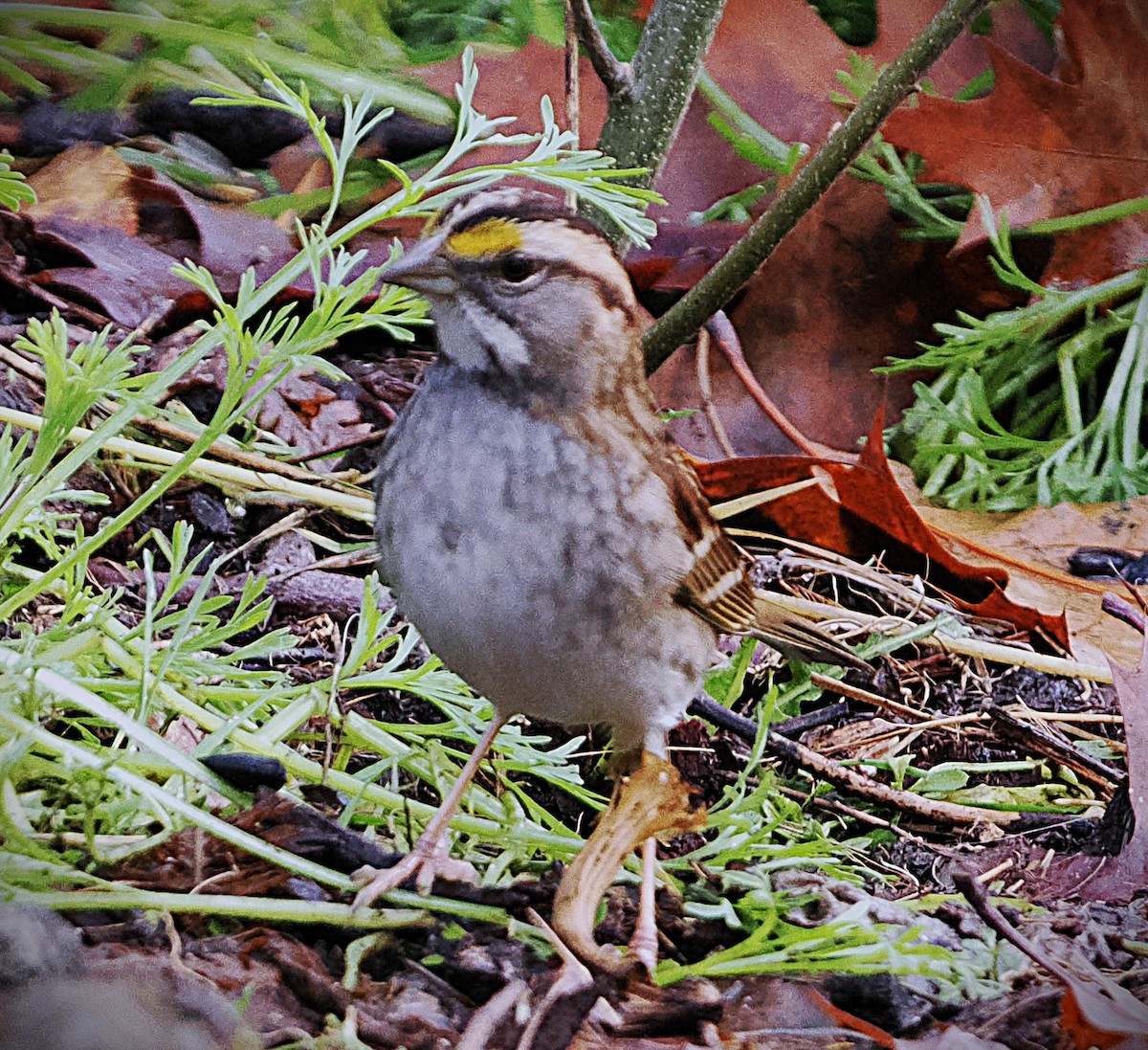 White-throated Sparrow - ML646563774