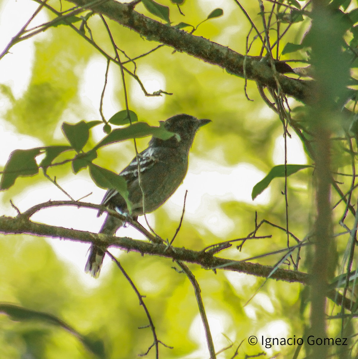 Batará Variable - ML646563775